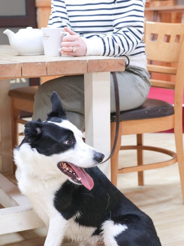 dog in cornish pantry 1000